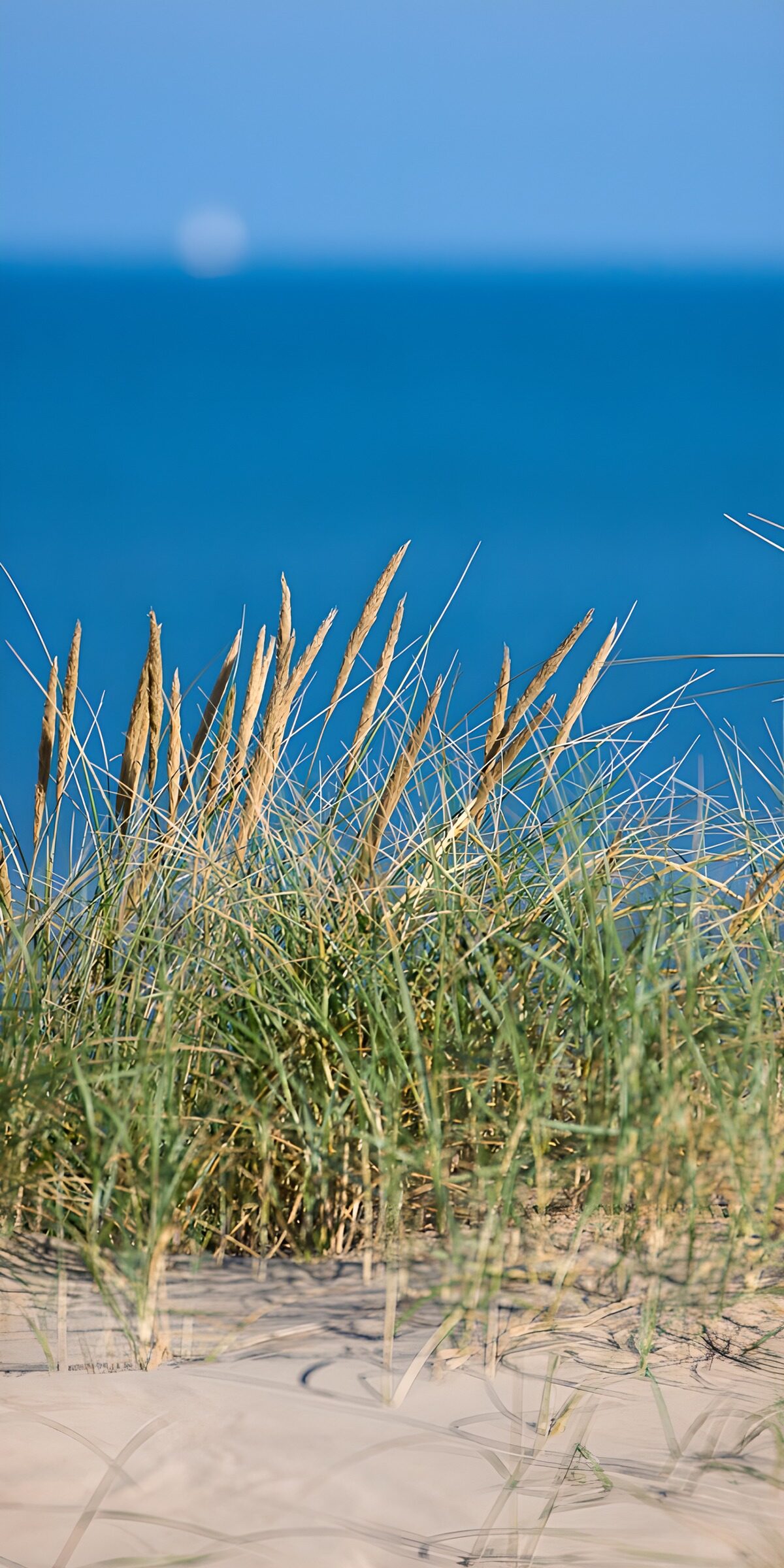 PDGIT6345258: Erba delle dune tra sabbia e mare