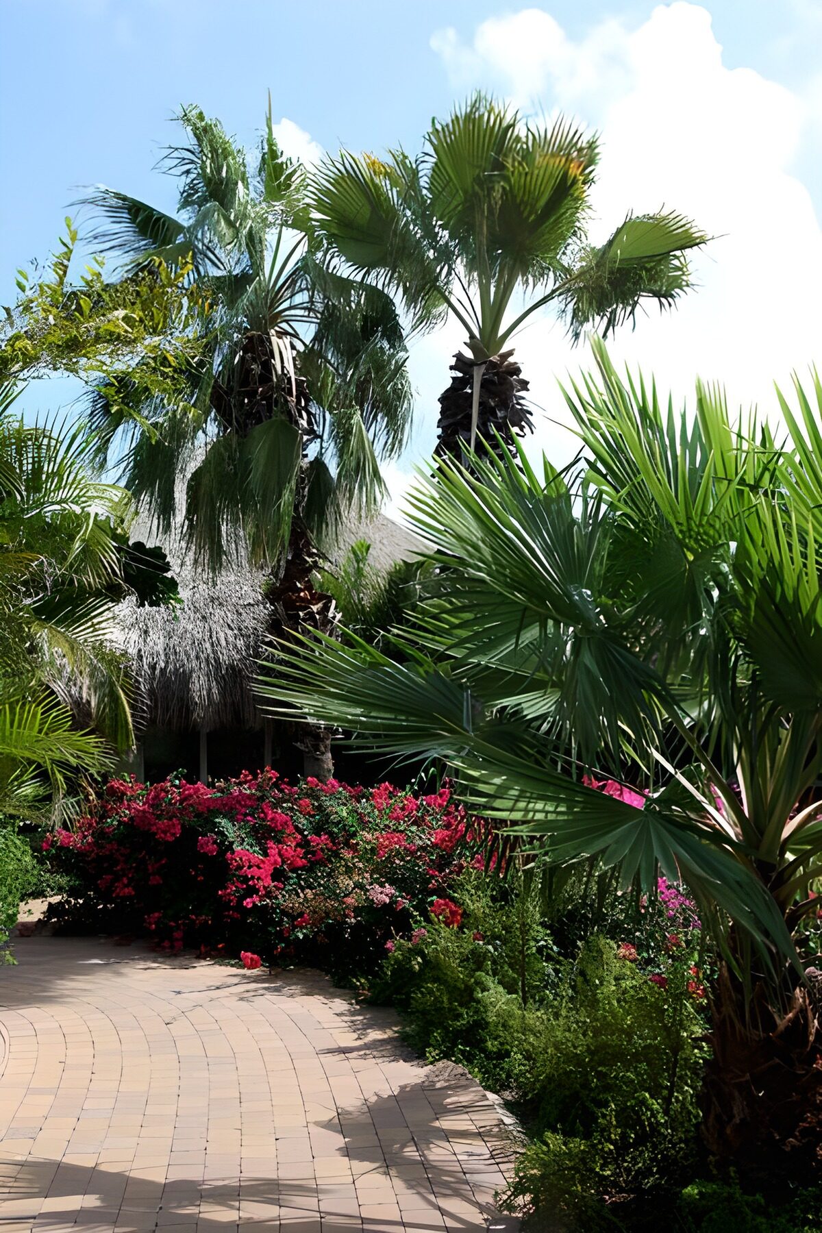 PDGIT4512472: Palme e fiori nel giardino tropicale