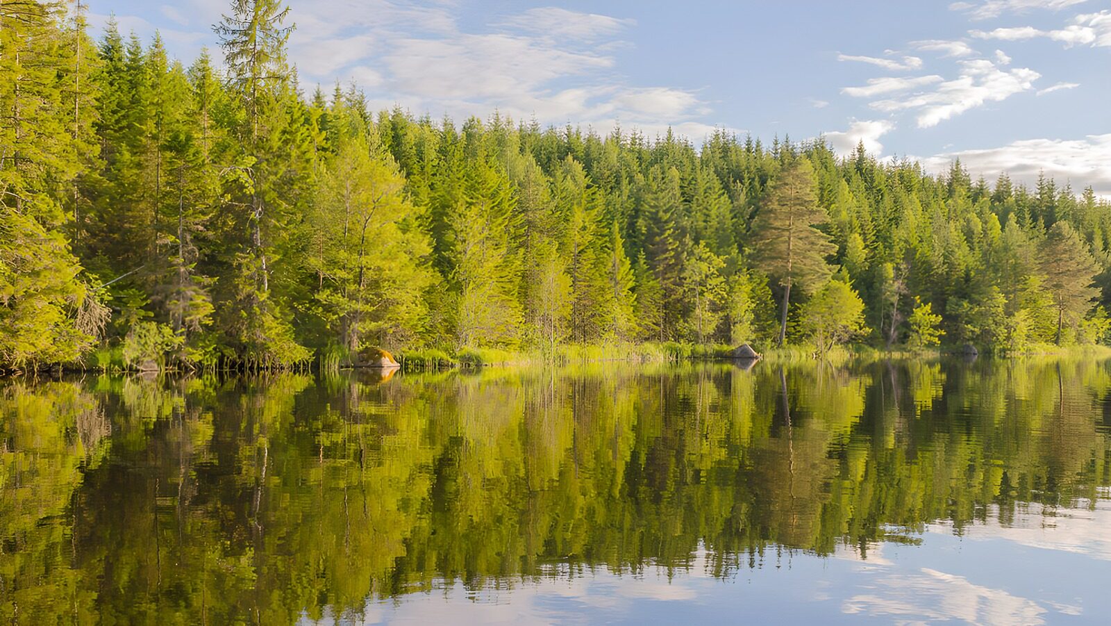 PDGIT4281451: Lago calmo ai piedi del bosco