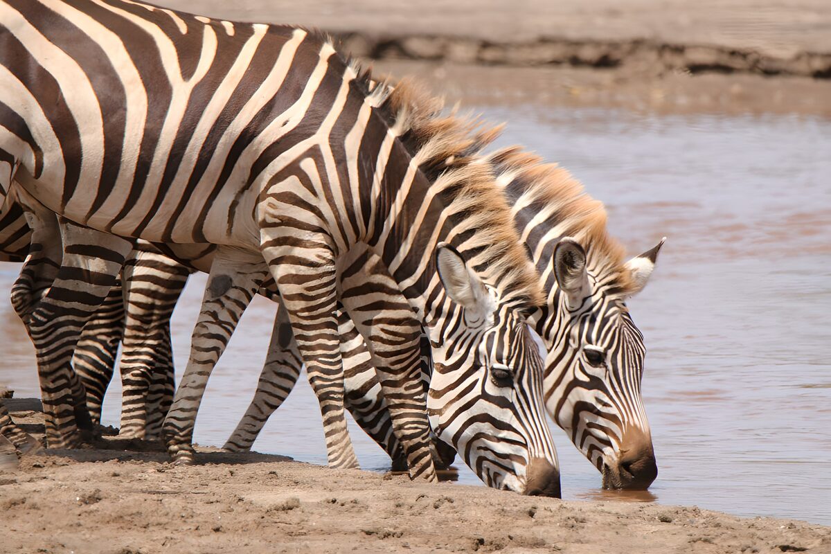 PDGIT4164640: Zebre all'abbeverata, senza fretta