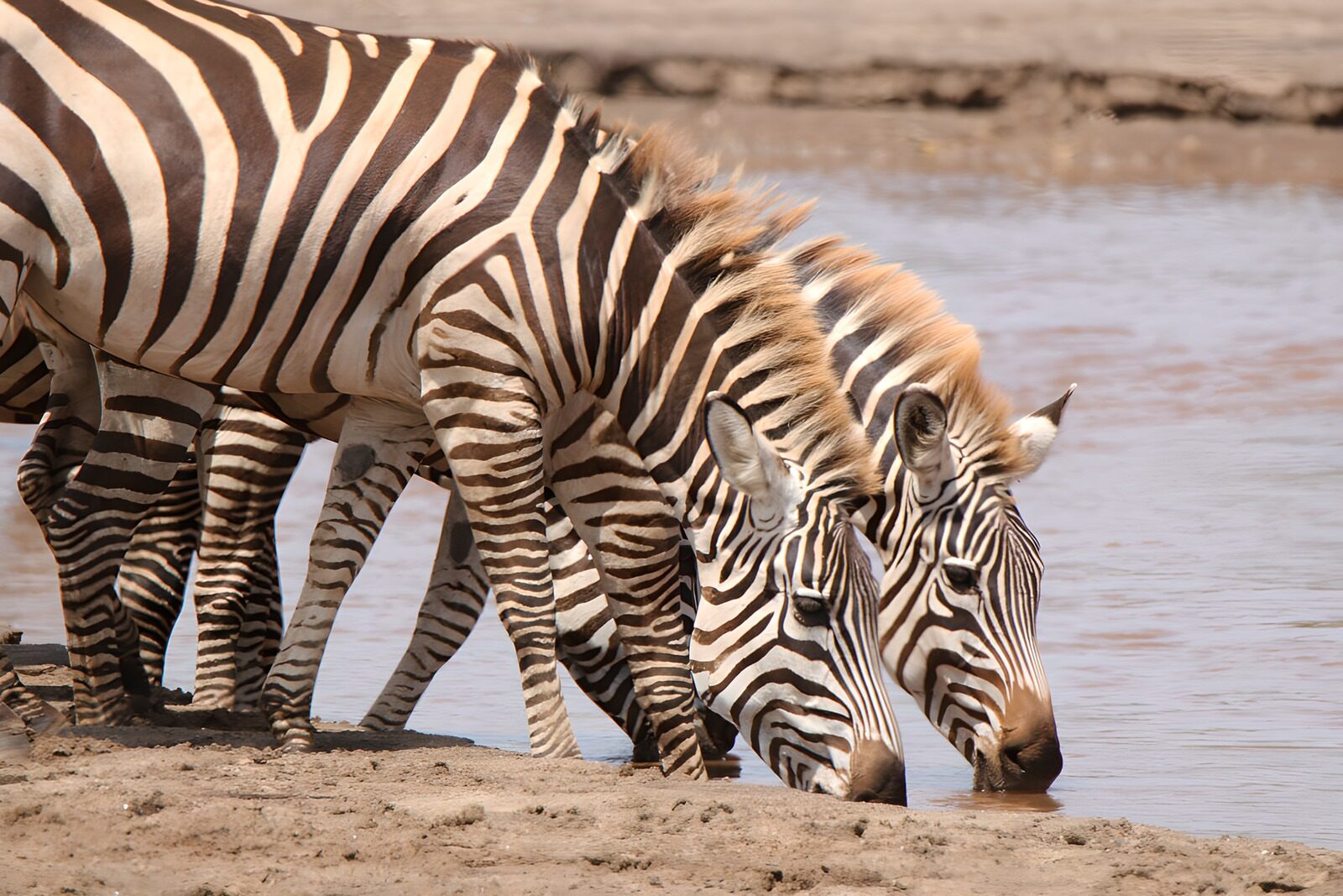 PDGIT4164640: Zebre all'abbeverata, senza fretta