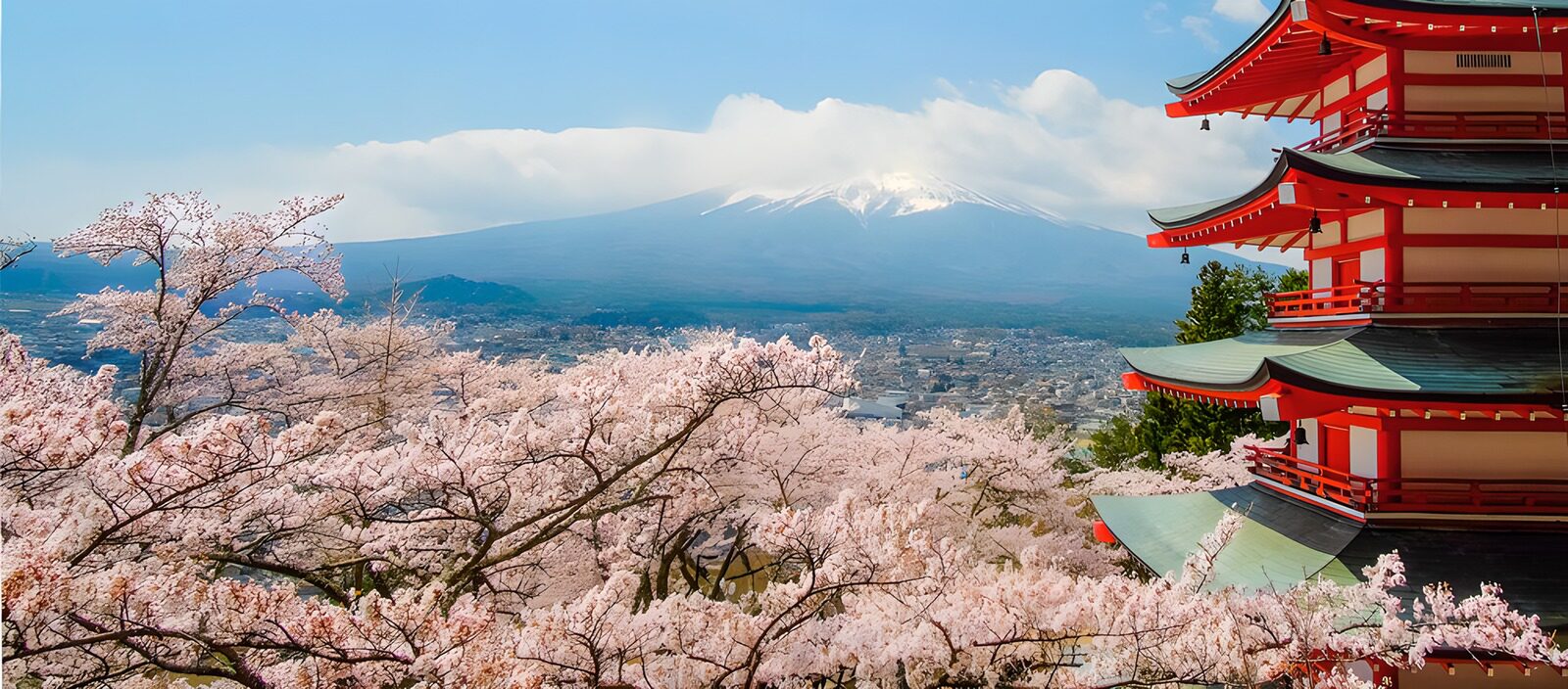 PDGIT5057528: Fuji, pagoda e ciliegi in fiore
