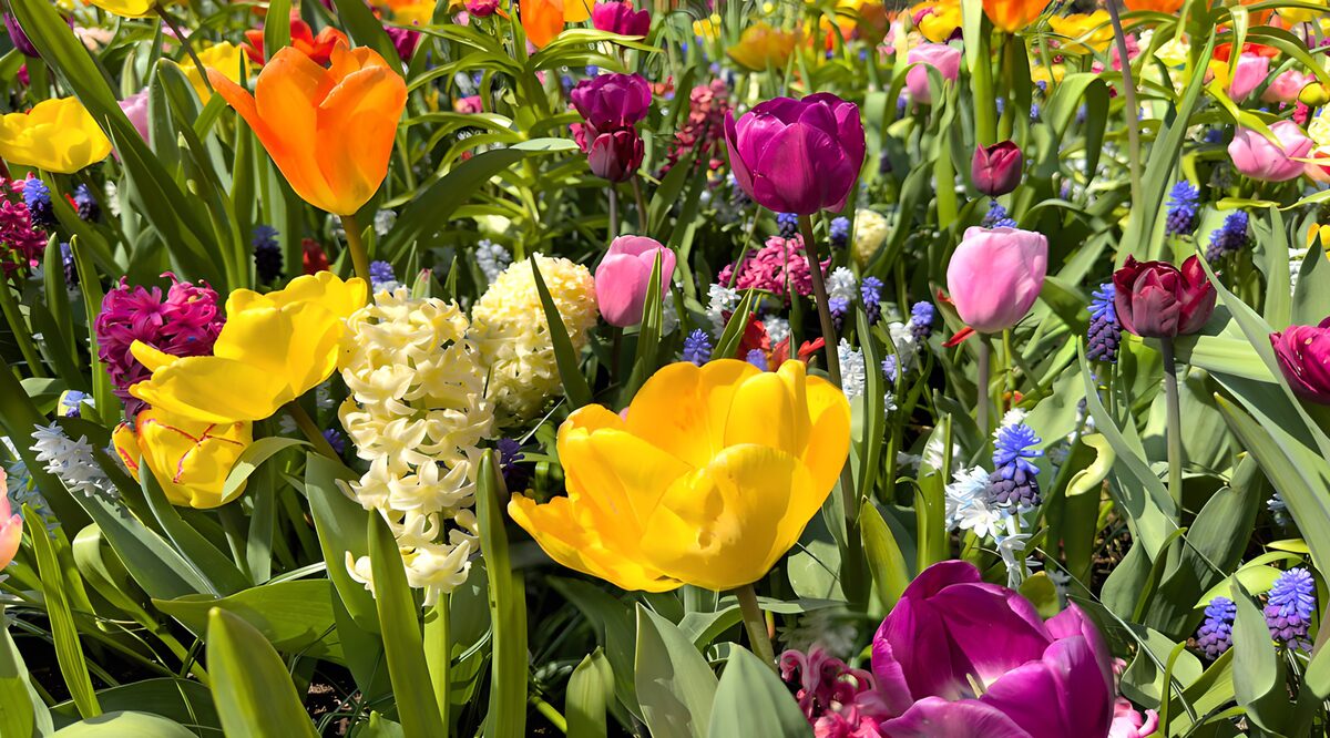 PDGIT9918873: Tulipani e giacinti, un coro di primavera