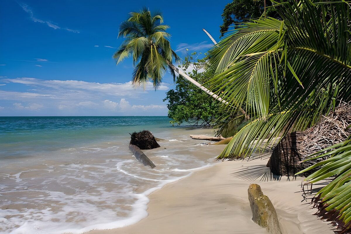 PDGIT2561437: Spiaggia tropicale tra palme e mare turchese