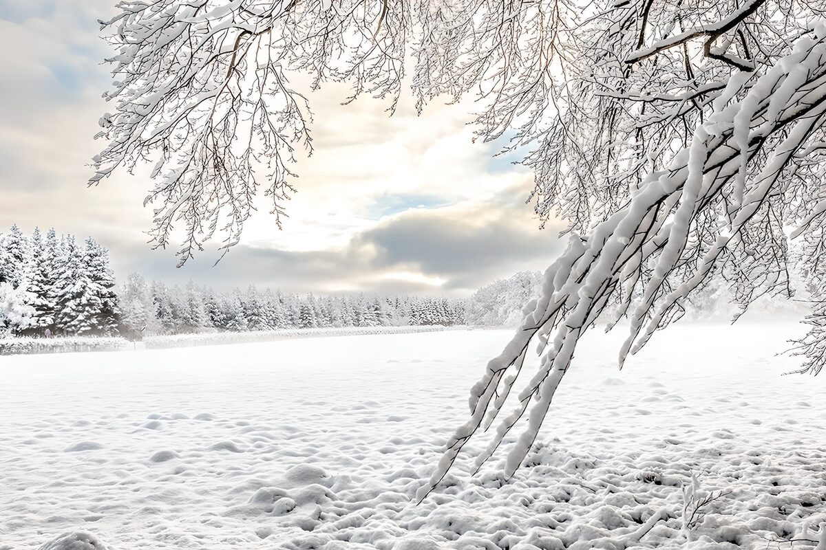 Campo innevato tra rami carichi di neve