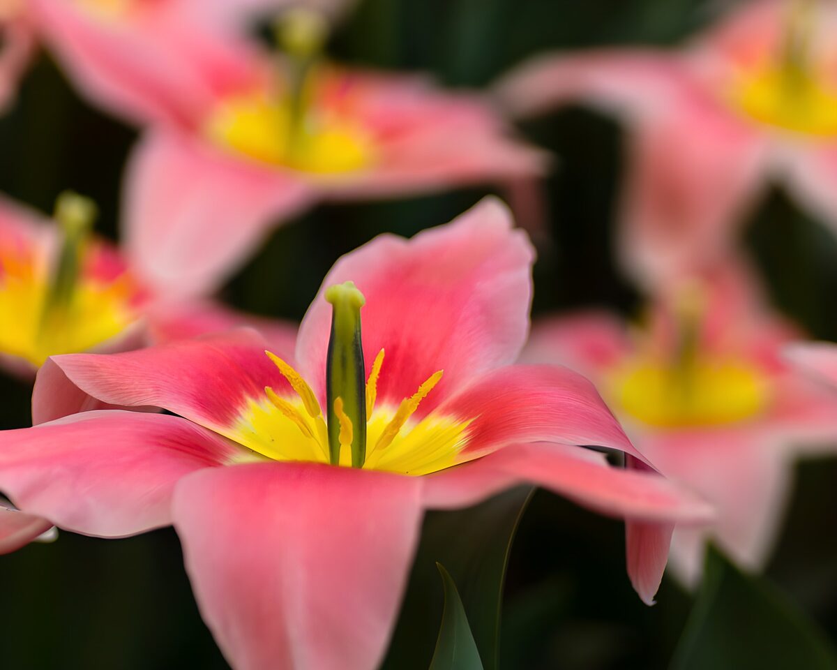 PDGIT8852548: Tulipano rosa, cuore giallo in luce