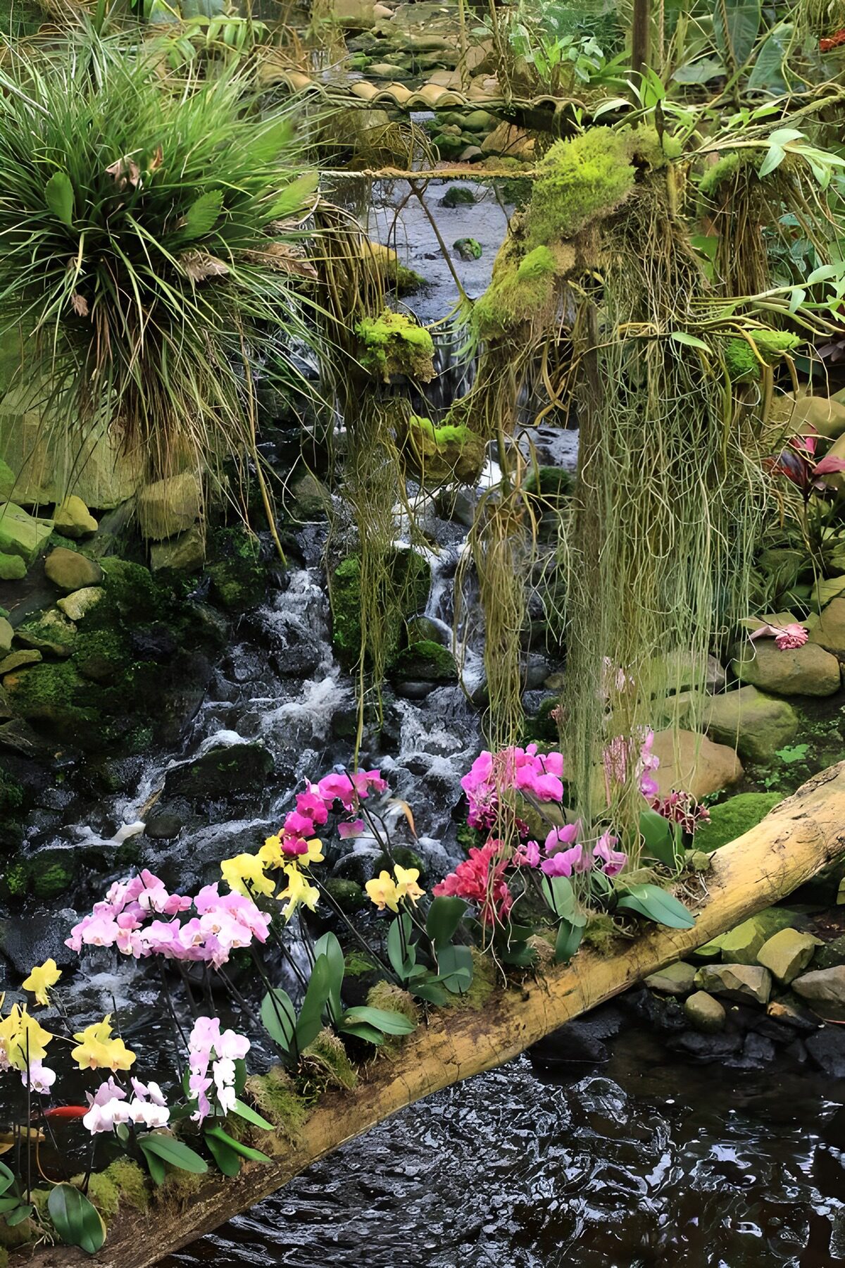 PDGIT5192691: Orchidee e cascata tra rocce e muschio