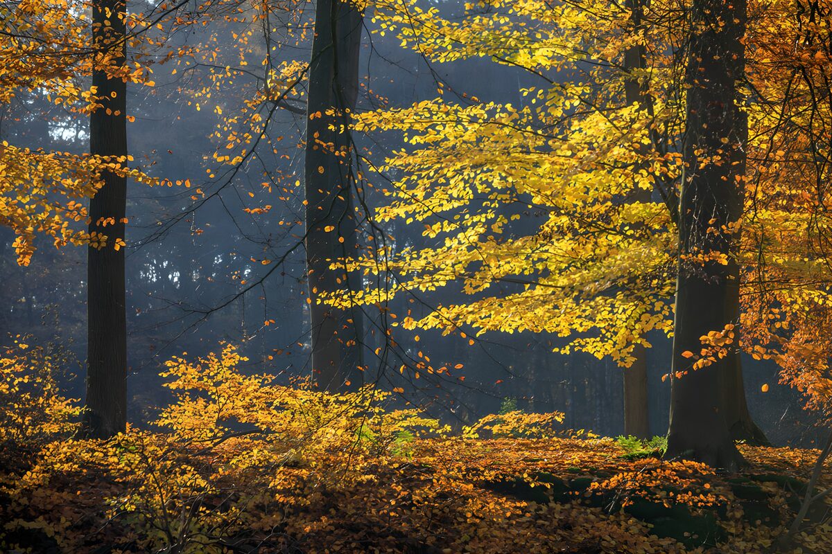 PDGIT8381608: Bosco autunnale tra luce e foschia