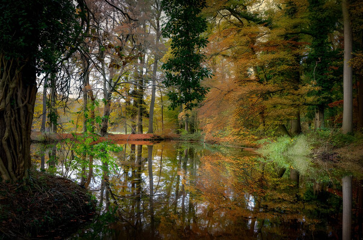 PDGIT7902176: Stagno e riflessi nel bosco autunnale