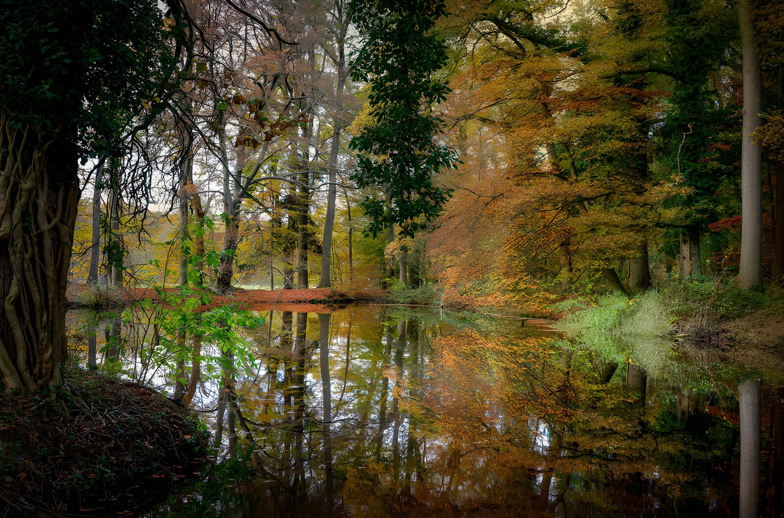 PDGIT7902176: Stagno e riflessi nel bosco autunnale