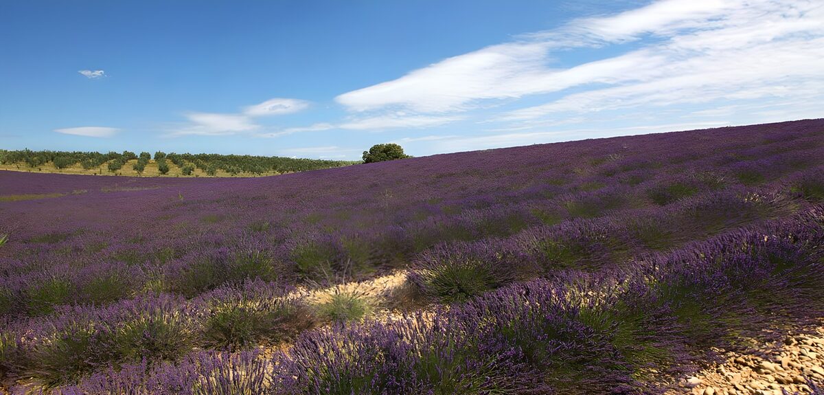 PDGIT3043649: Campo di lavanda nella quiete estiva