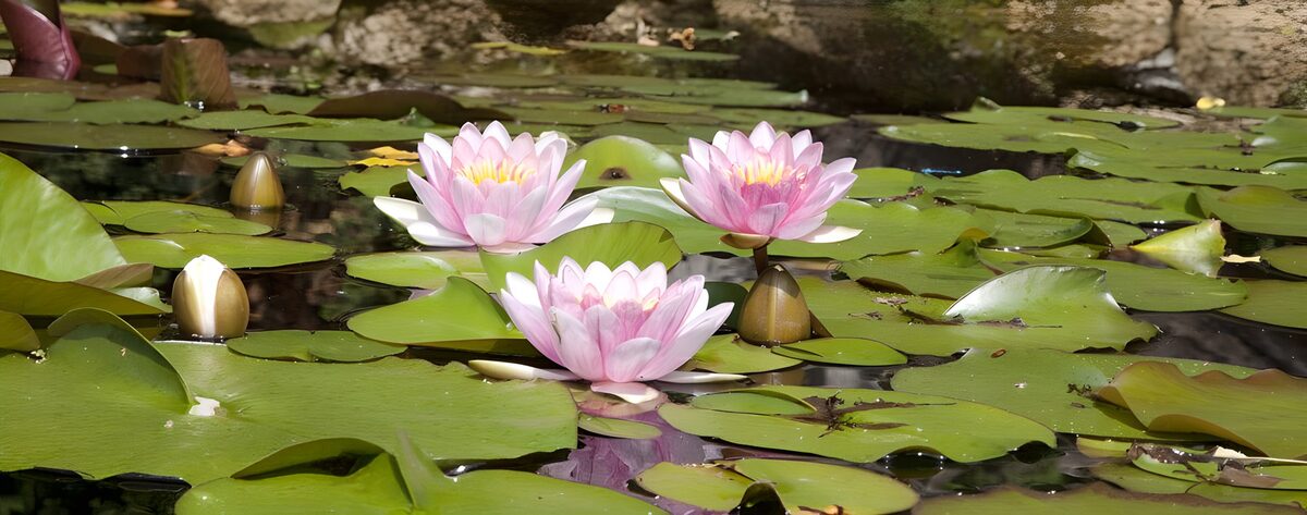 PDGIT1904194: Tre ninfee rosa tra foglie e riflessi