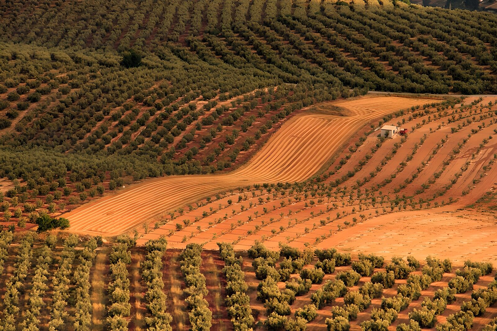 PDGIT4944809: Filari d’ulivo sulla terra arancione