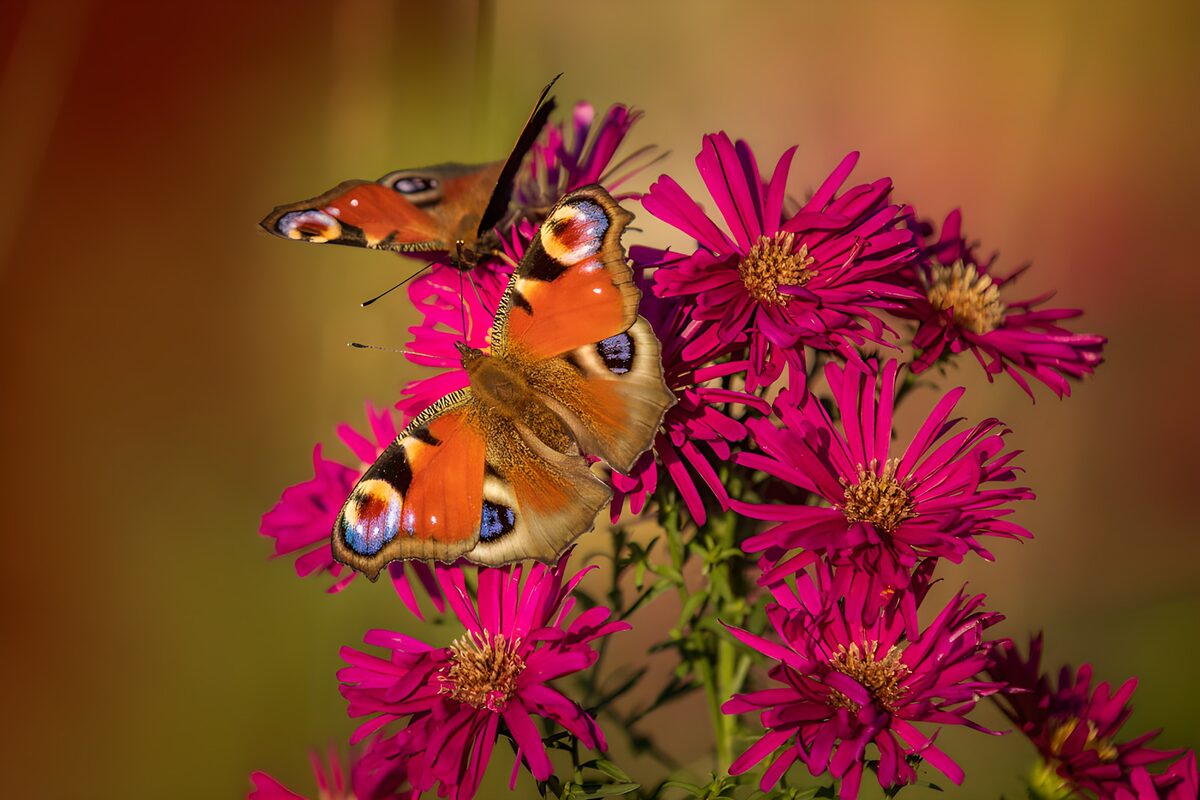 PDGIT5747432: Due farfalle sugli astri rosa al sole