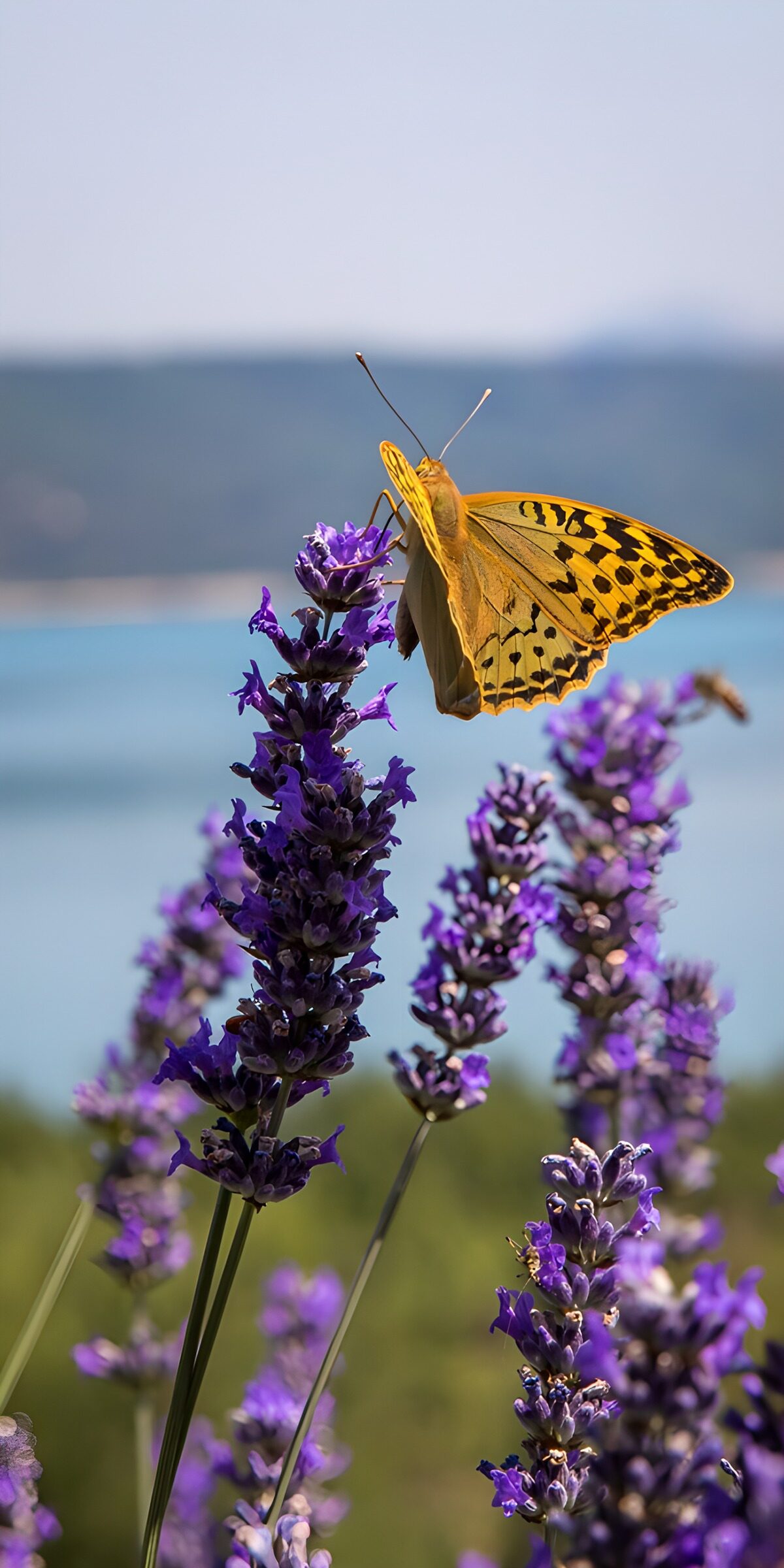 PDGIT6731546: Farfalla arancione sulla lavanda