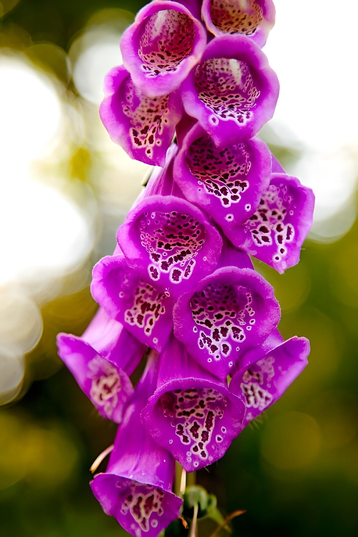 PDGIT2267748: Digitale purpurea in piena luce