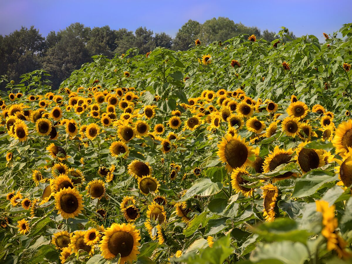 PDGIT9875653: Campo di girasoli al sole