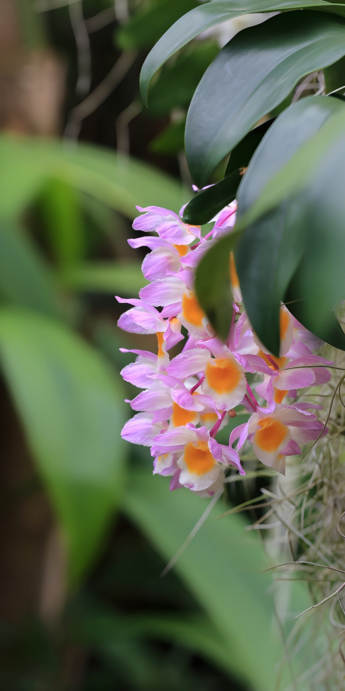 PDGIT8016644: Orchidee rosa e lilla tra le foglie