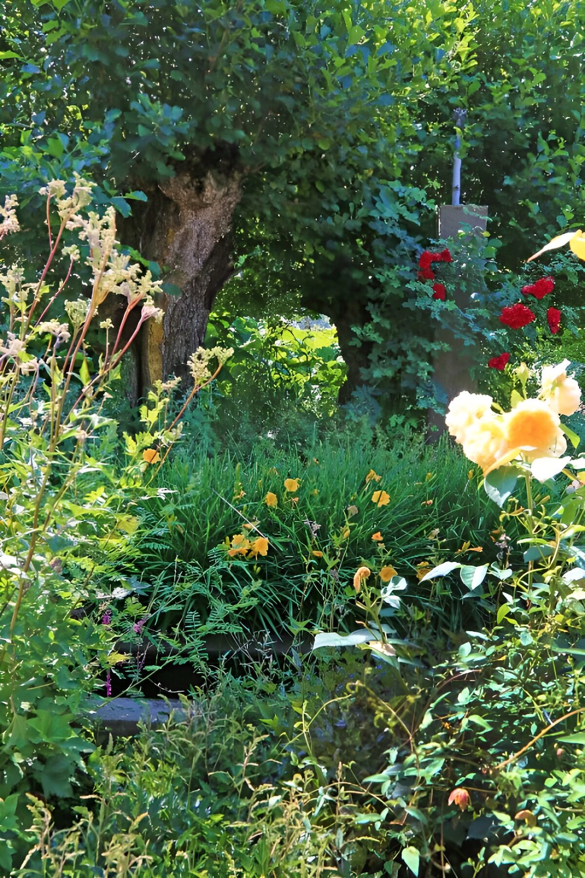 PDGIT7500572: Rose gialle nel verde rigoglioso