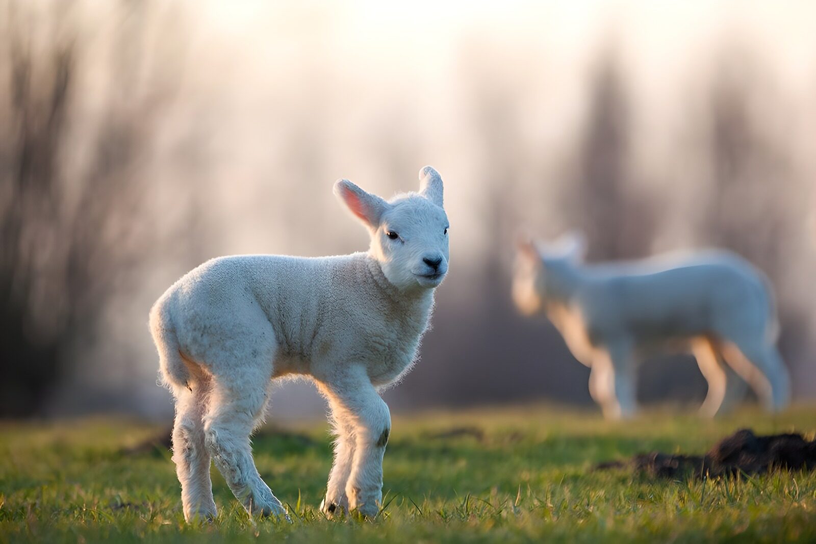 PDGIT2536888: Agnello bianco sul prato nella luce calda