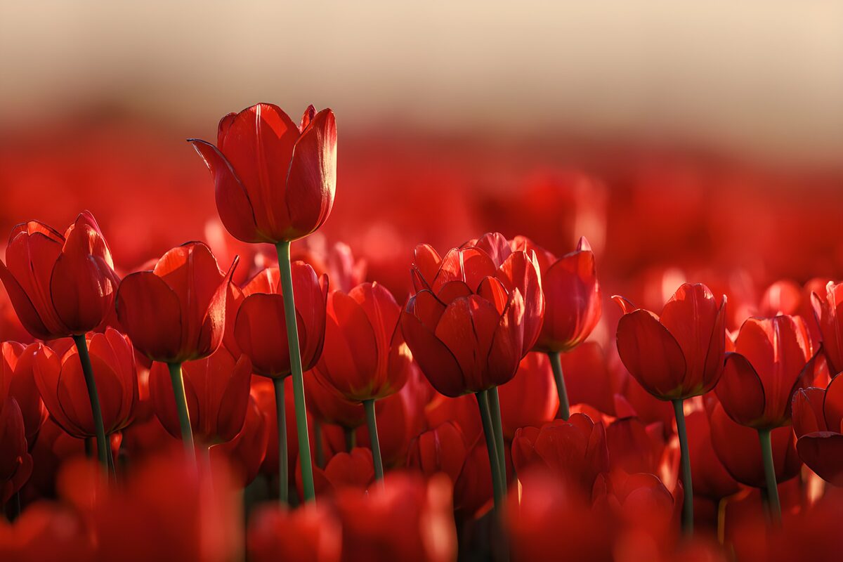 PDGIT1072012: Tulipani rossi nella luce calda