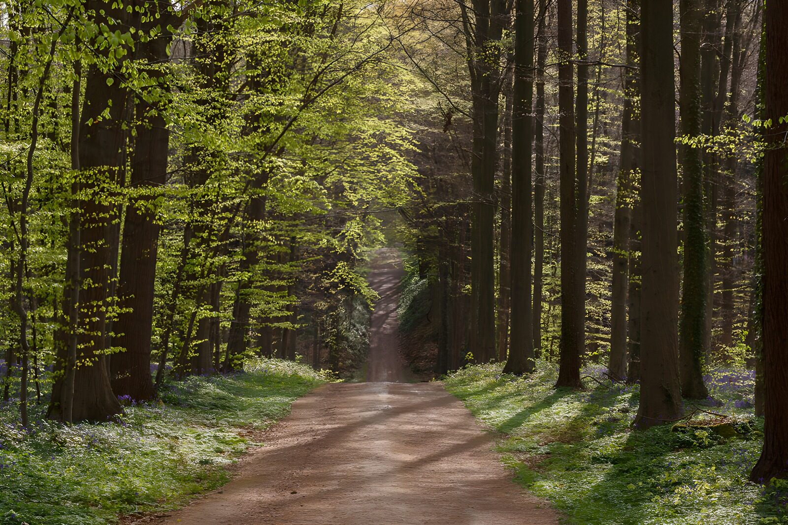 PDGIT6963694: Sentiero nel bosco di primavera