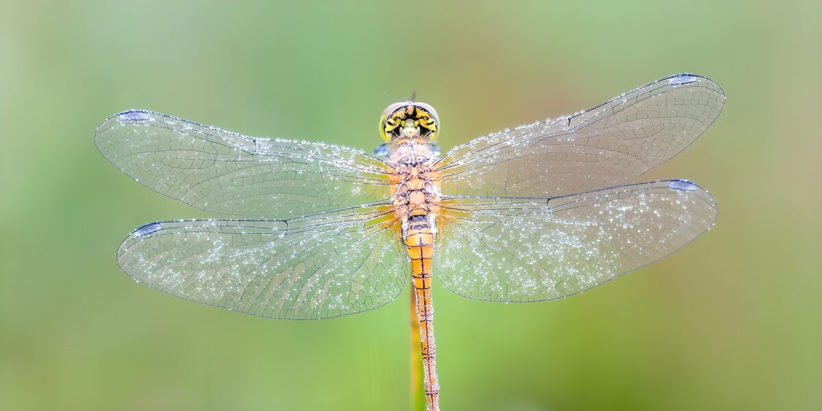PDGIT7195670: Libellula gialla dalle ali bagnate