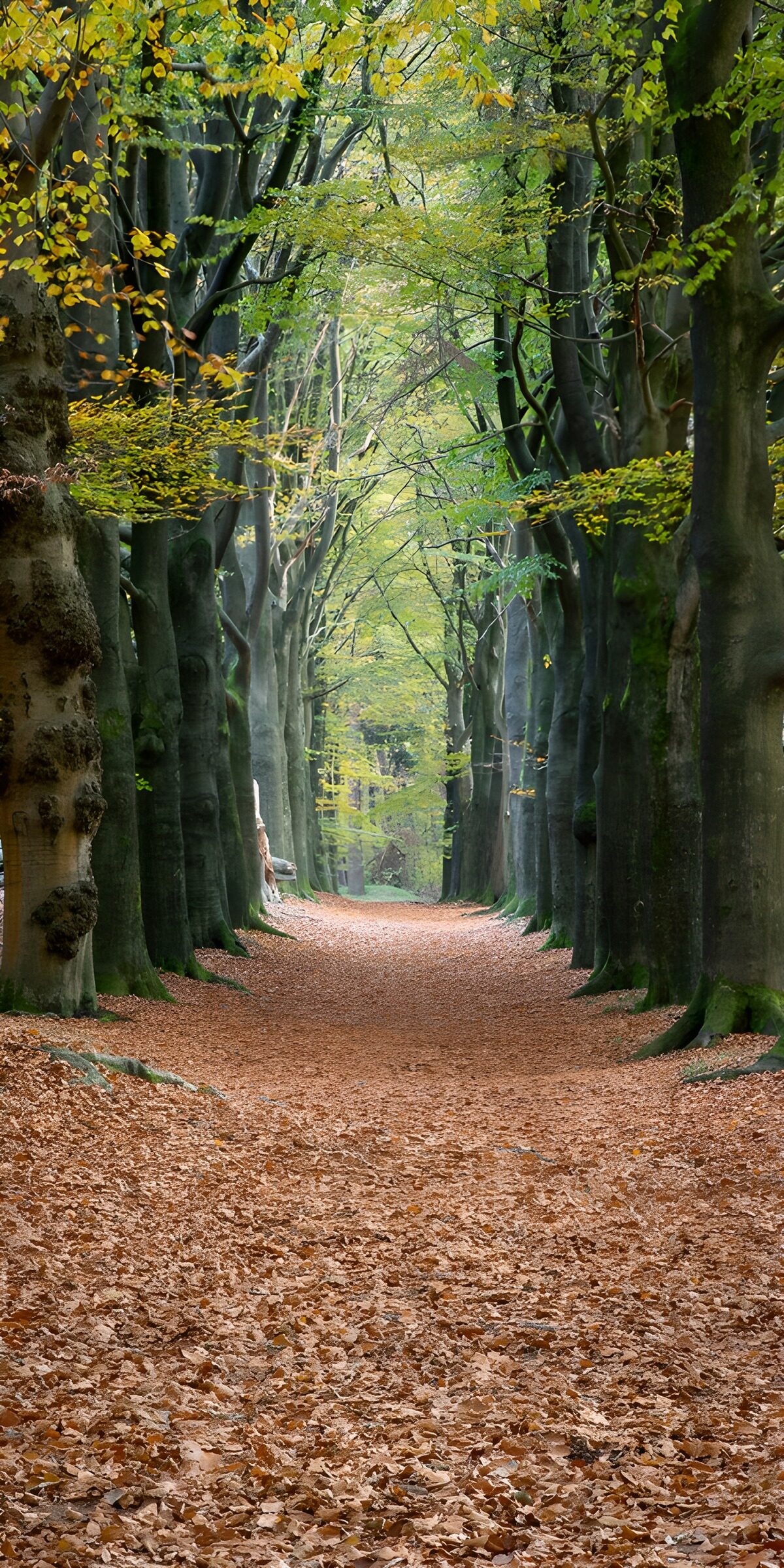 PDGIT1109145: Viale di faggi e foglie color rame