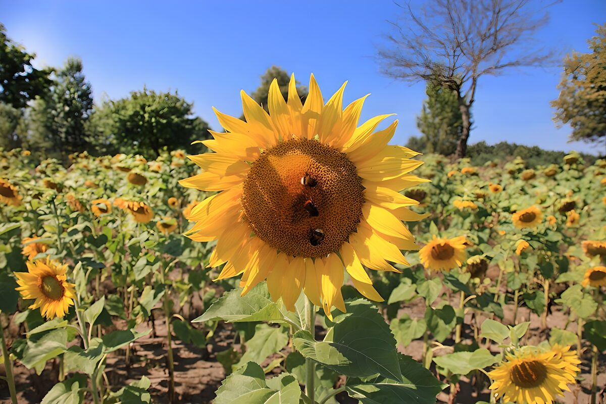 PDGIT7642981: Girasole e api sotto il cielo azzurro