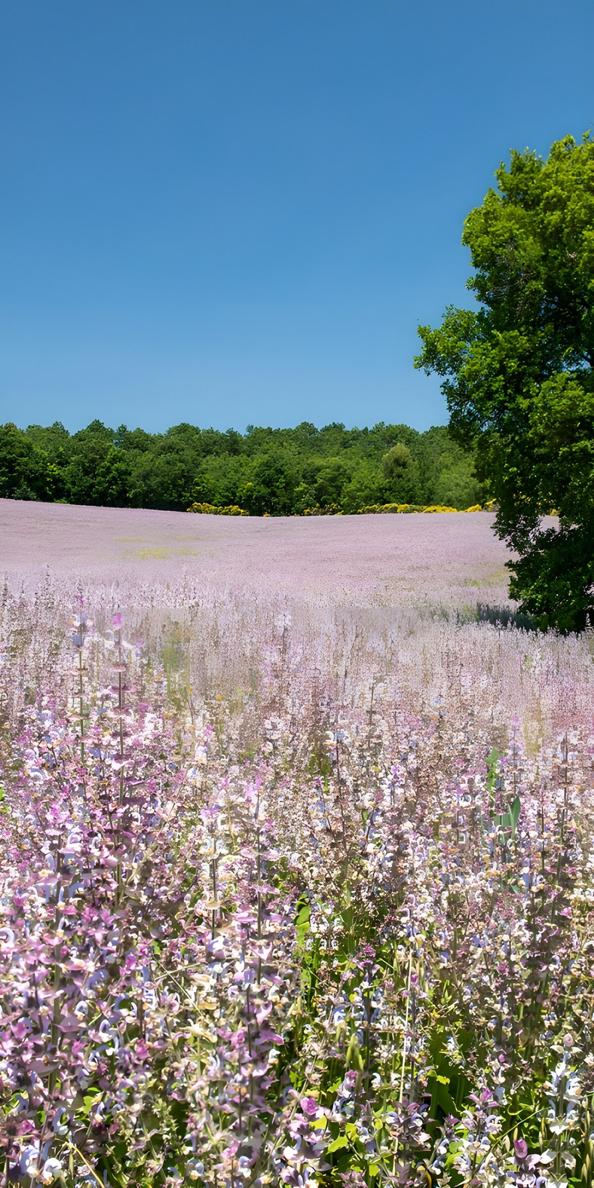 PDGIT9282615: Campo di fiori rosa e lilla sotto il cielo