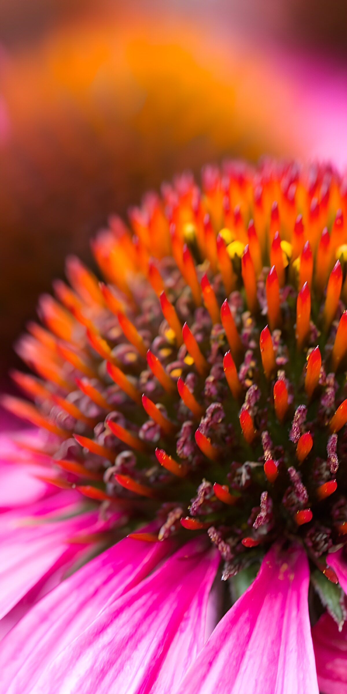 PDGIT3197454: Echinacea rosa dal cuore arancione