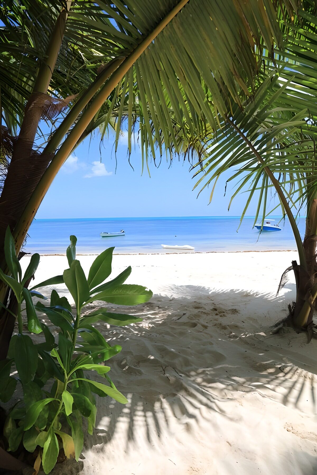 PDGIT1253698: Spiaggia tra le palme, mare in calma