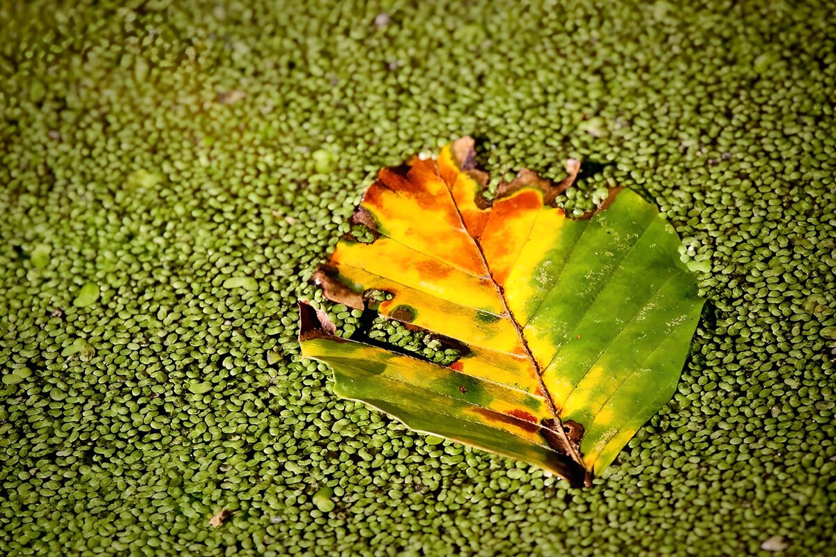 Foglia d’autunno sulla lenticchia d’acqua