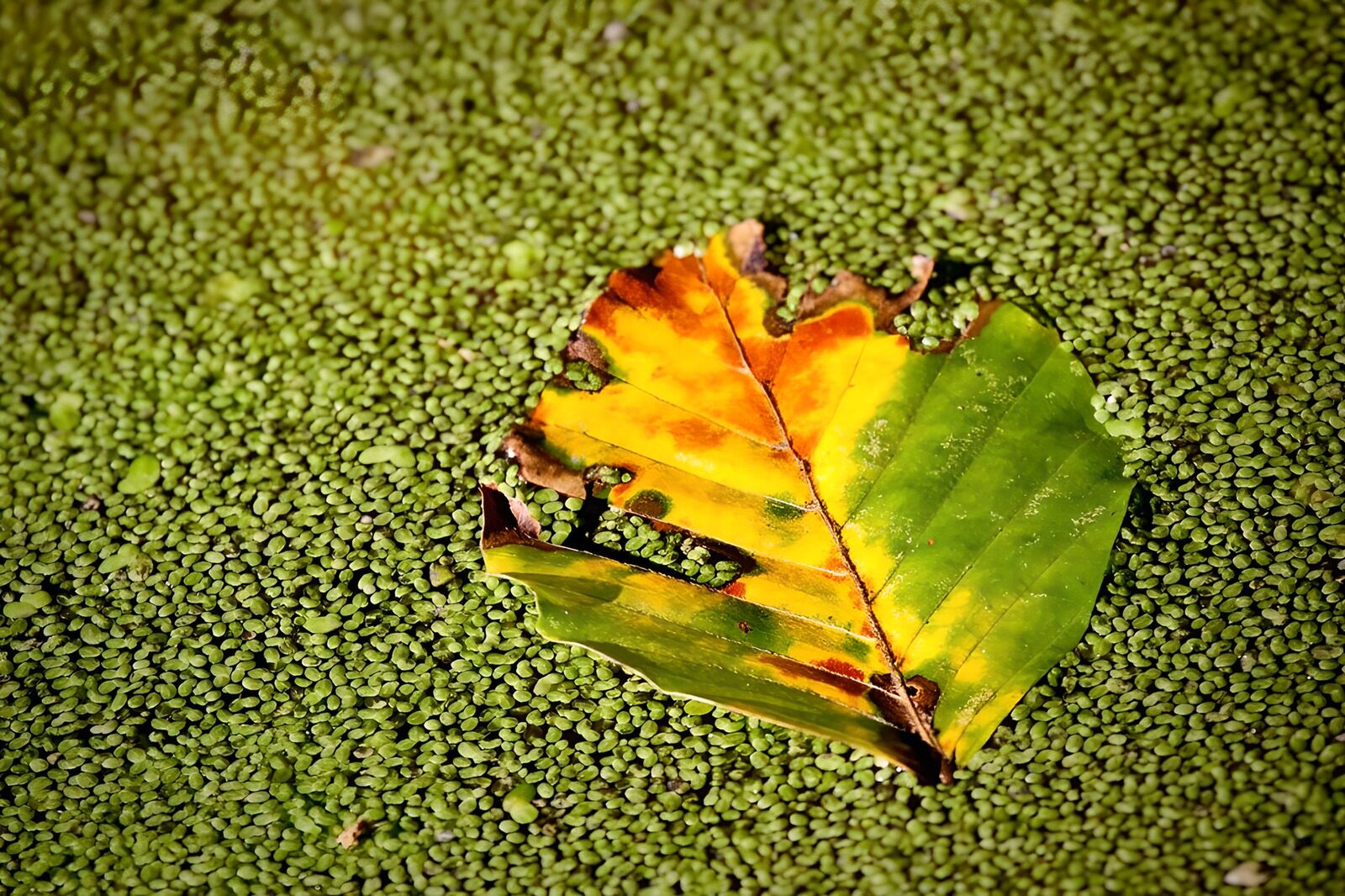 PDGIT4735880: Foglia d’autunno sulla lenticchia d’acqua
