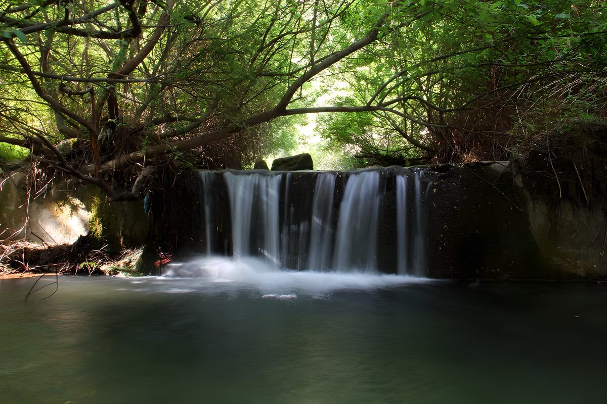 PDGIT5588947: Piccola cascata nel bosco in penombra