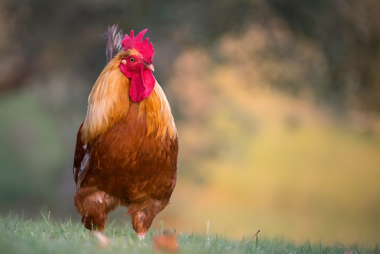 PDGIT2659001: Gallo rossiccio sull’erba