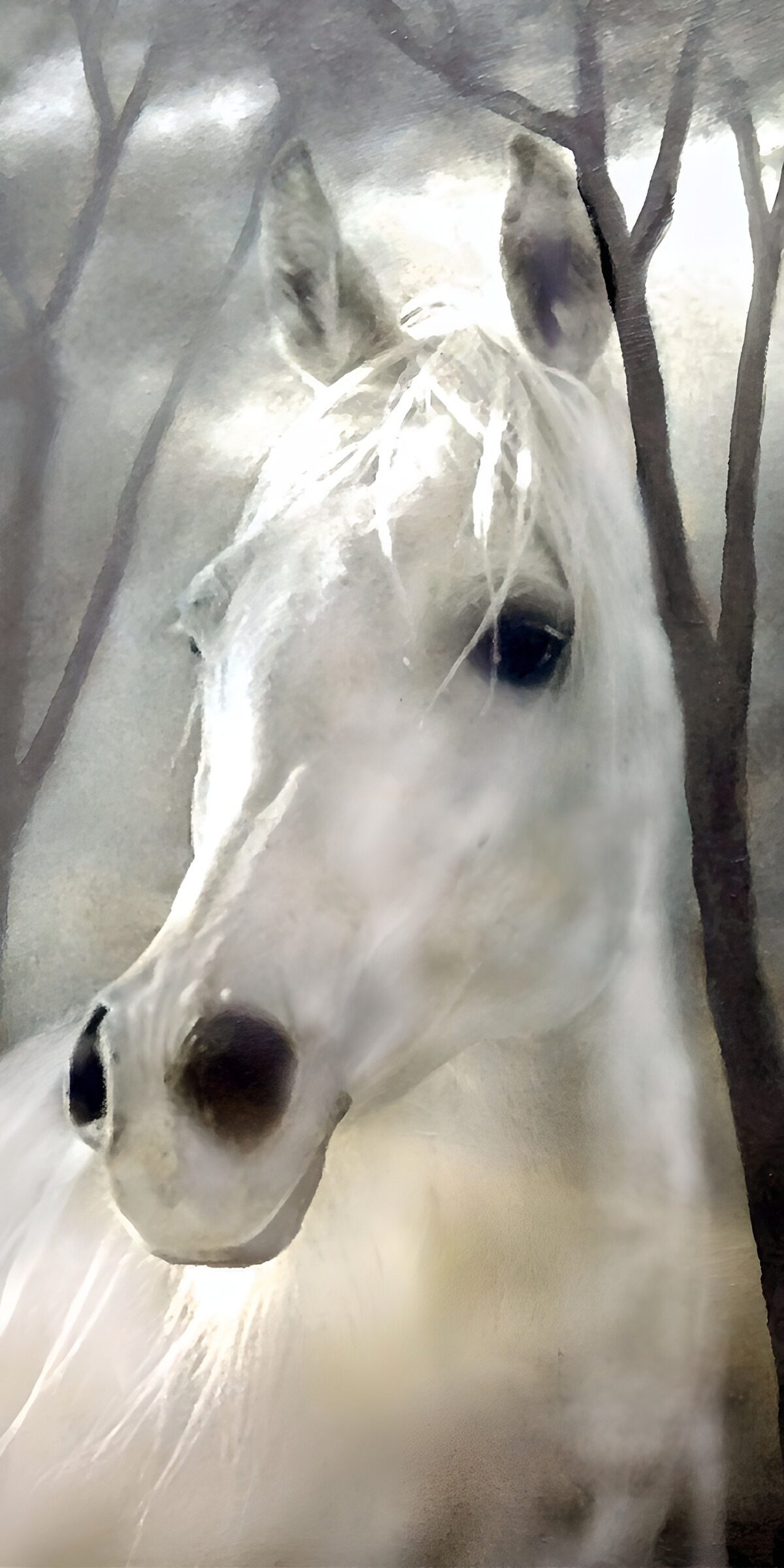 PDGIT5555752: Cavallo bianco in primo piano