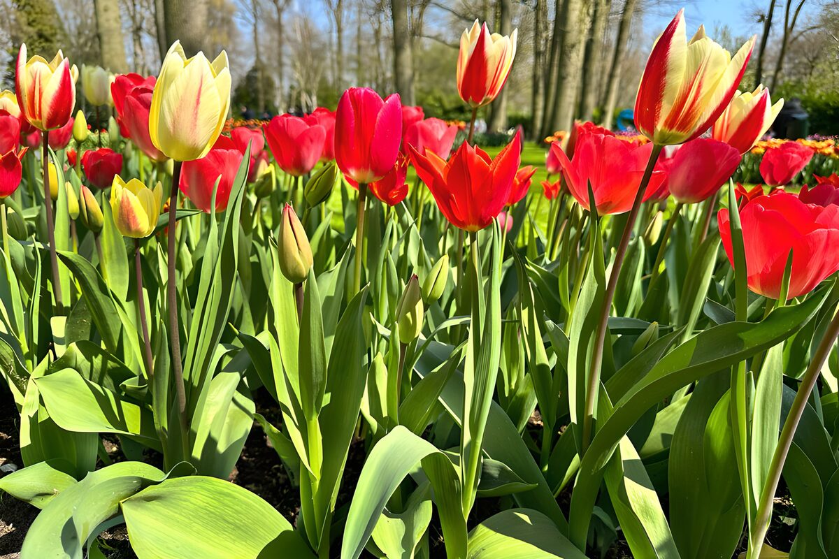 PDGIT5178525: Tulipani rossi e gialli tra il verde