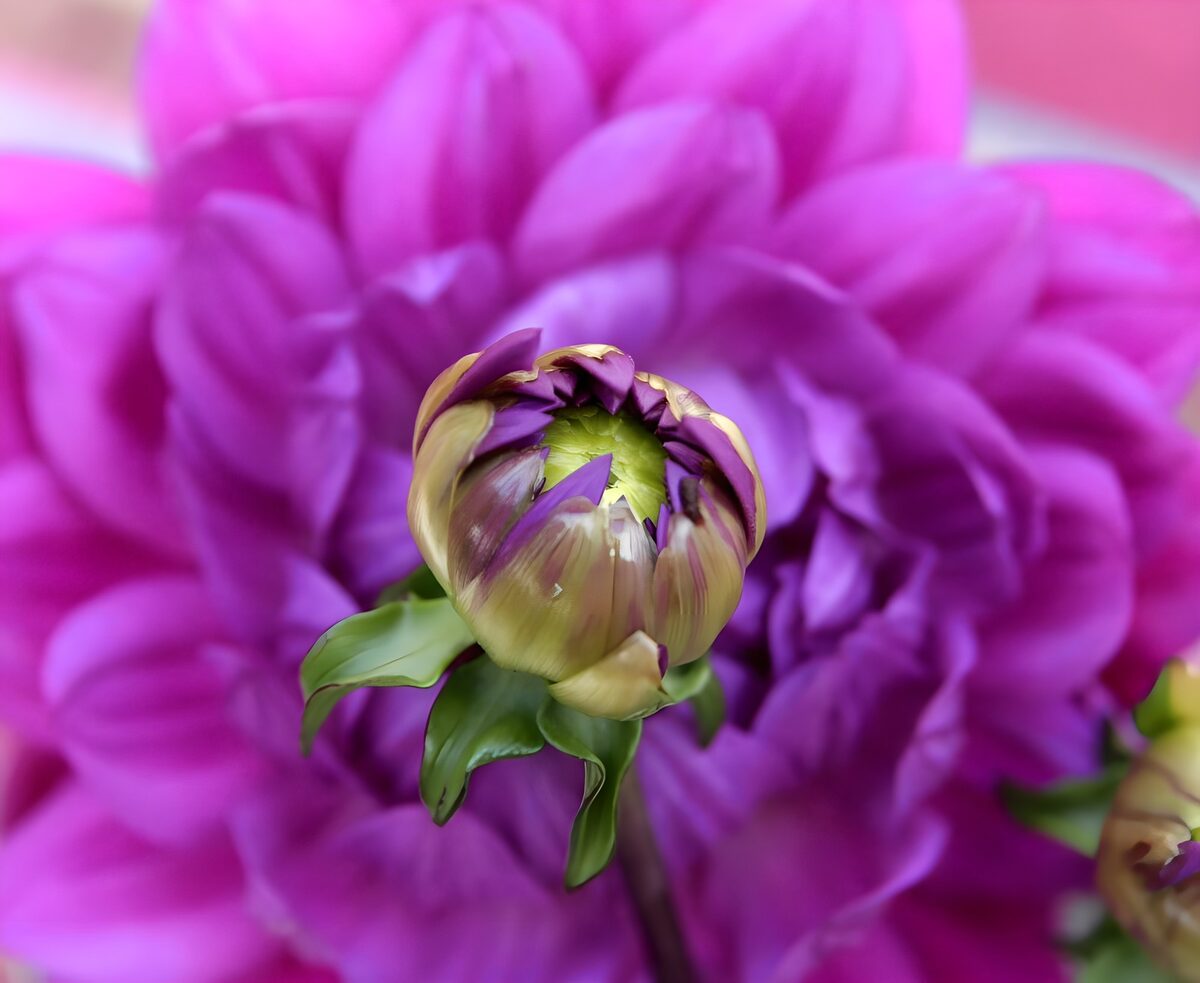 Bocciolo di dalia in un abbraccio viola