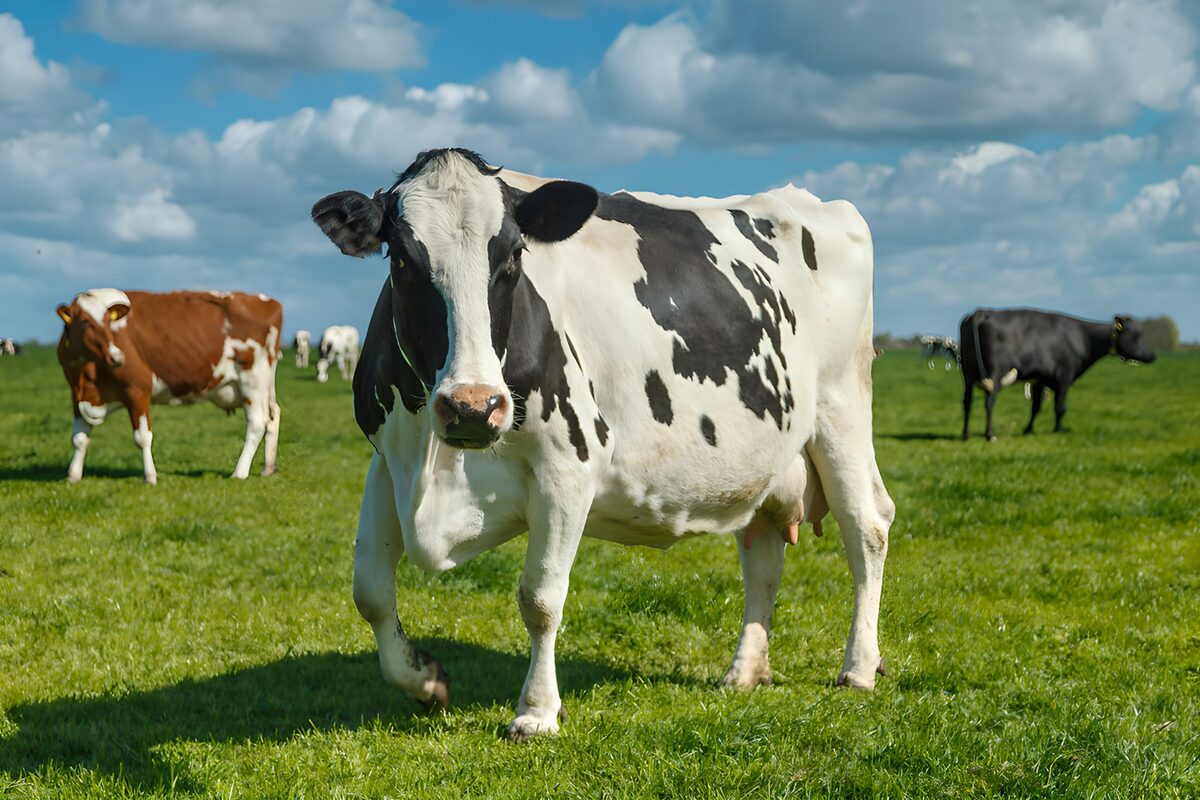 PDGIT3156344: Mucca pezzata al pascolo sotto le nuvole