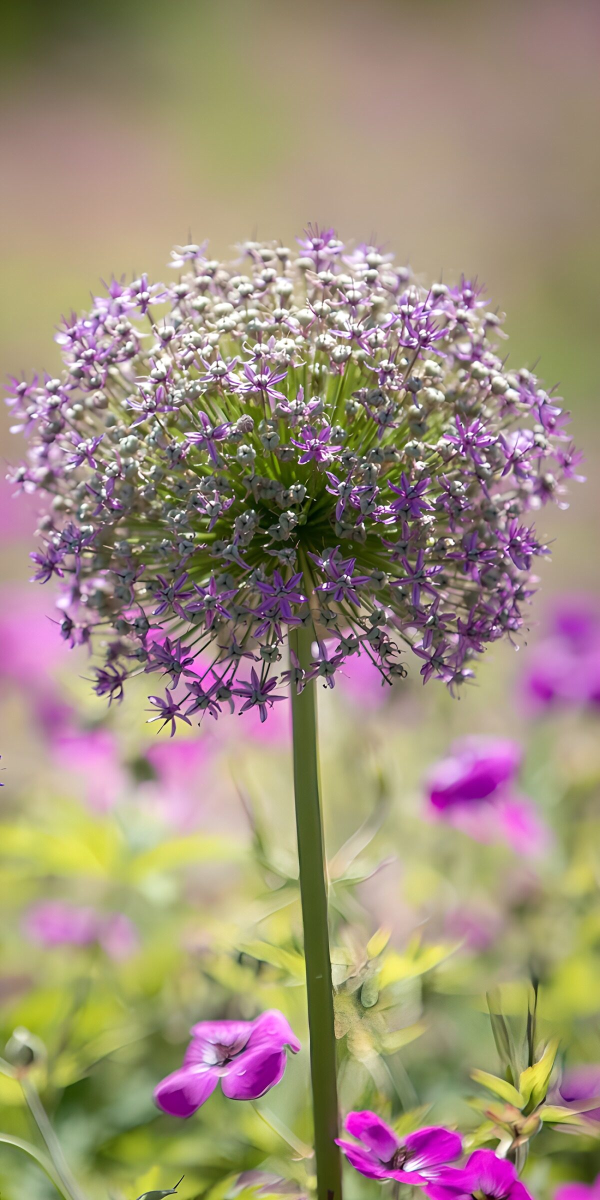 PDGIT3390521: Allium viola nella luce del giorno