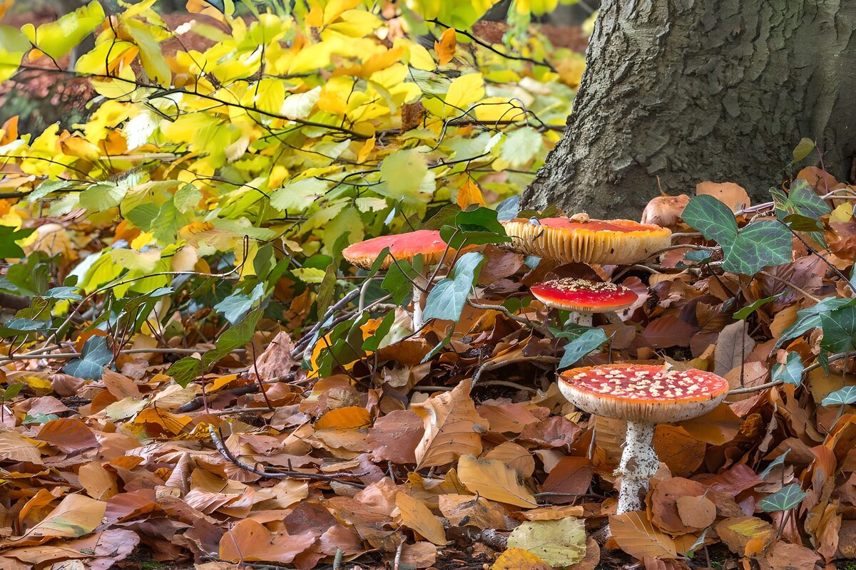 PDGIT5024209: Funghi rossi tra le foglie d’autunno