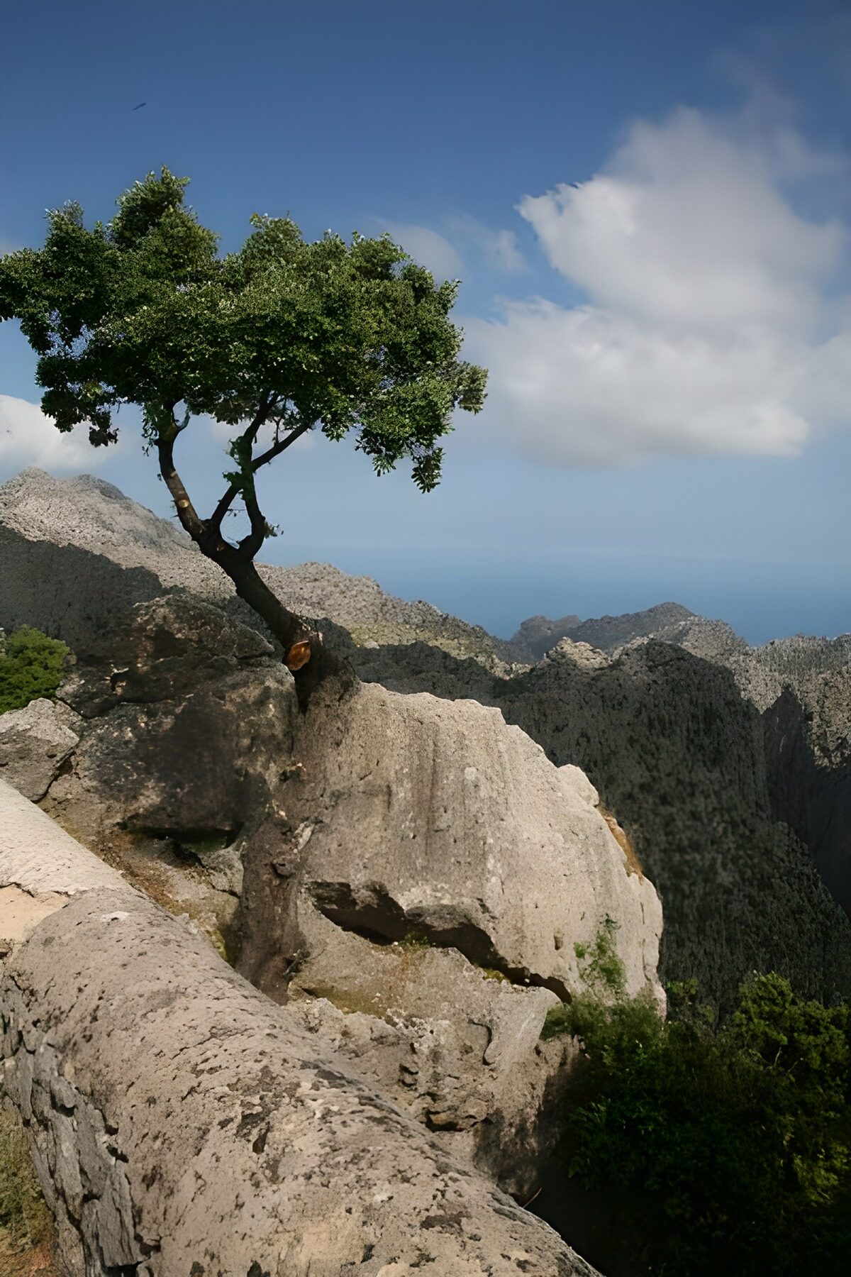 Albero solitario tra le rocce