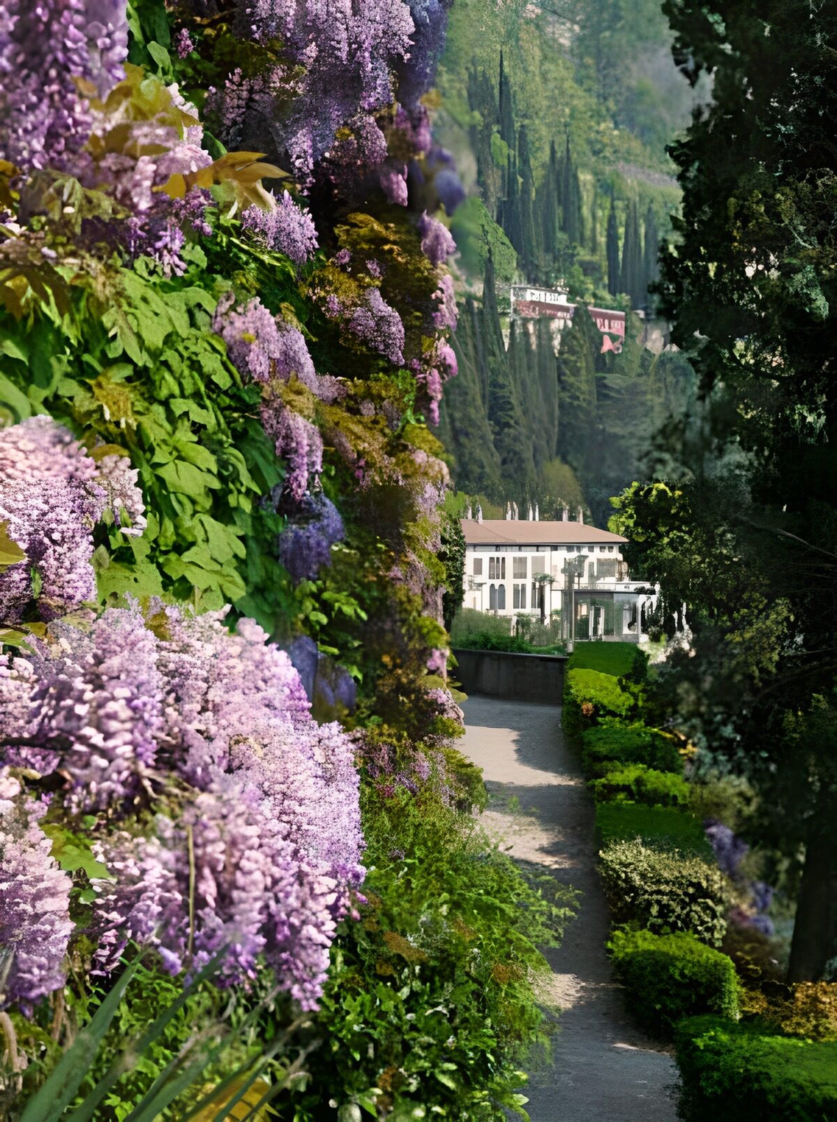 PDGIT3341549: Villa bianca e glicine in fiore