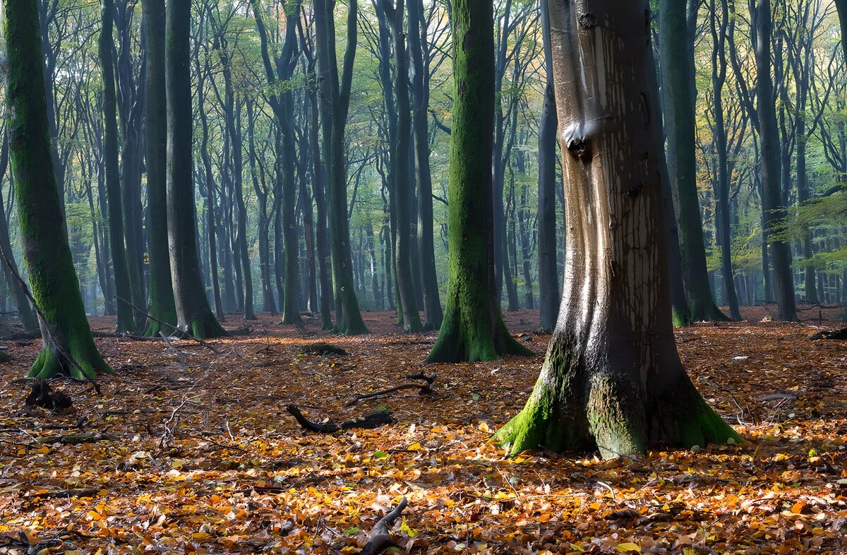 PDGIT1642348: Bosco d’autunno tra luce e muschio