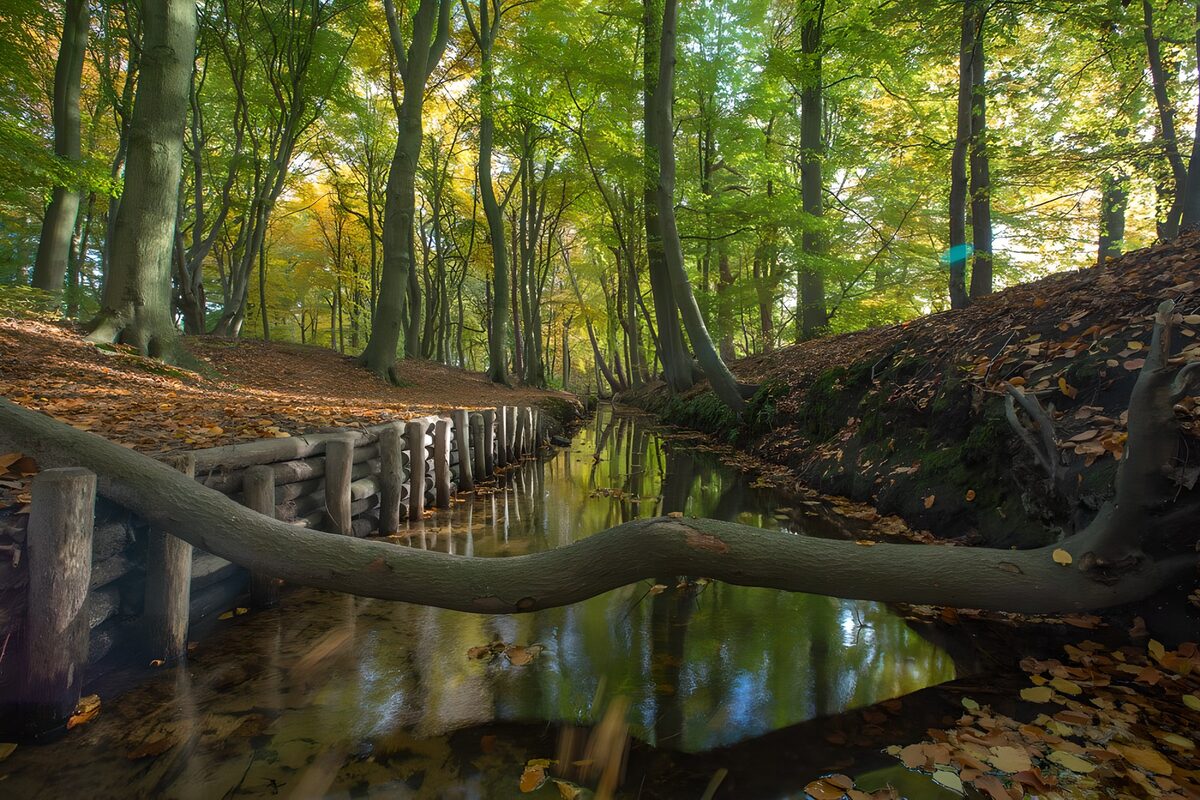 PDGIT7499849: Ruscello nel bosco tra foglie d’autunno