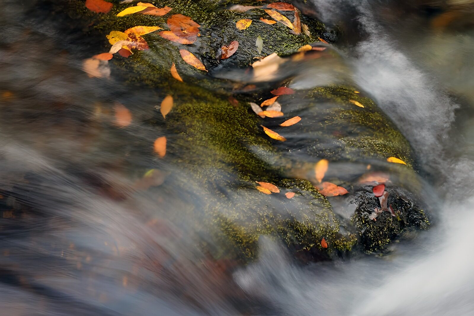 PDGIT2724366: Torrente d’autunno tra rocce e muschio