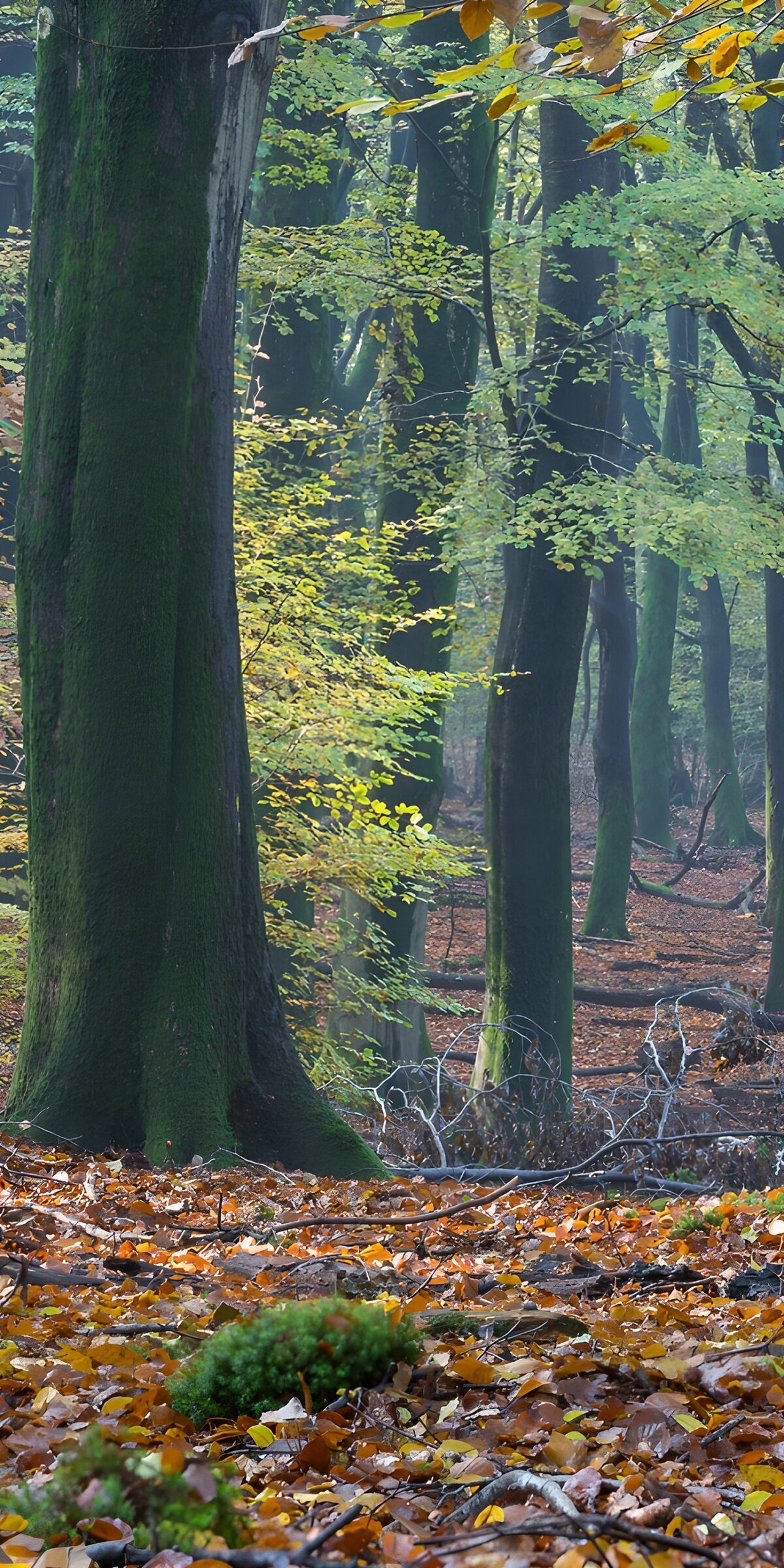 PDGIT7621236: Bosco autunnale tra muschio e foglie