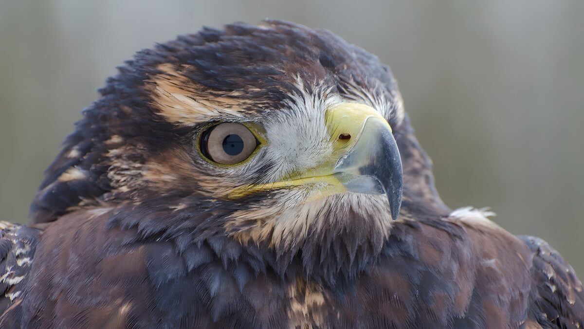 PDGIT3193949: Ritratto di rapace dallo sguardo intenso