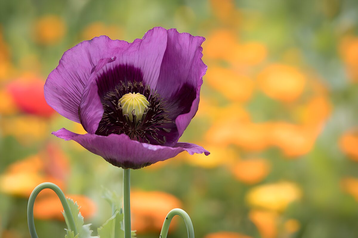PDGIT3786303: Papavero viola tra fiori sfocati